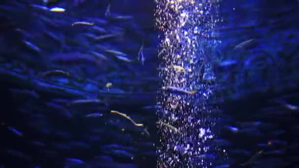 Vissen in een groot aquarium en het Oceanário de Lisboa. — Stockvideo