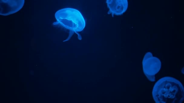Gleaming Moon Jellyfish floating in Aquarium pool. — Stock Video