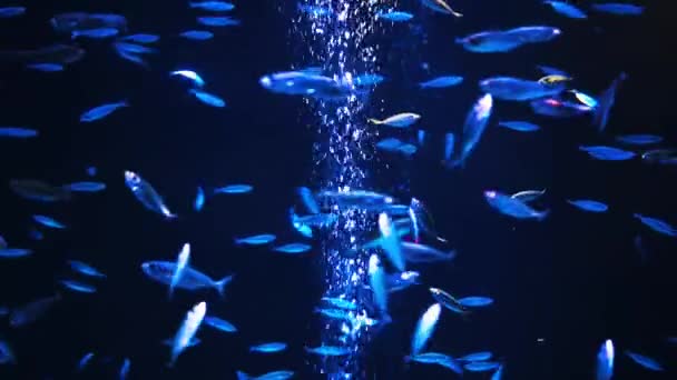 Vissen in een groot aquarium en het Oceanário de Lisboa. — Stockvideo