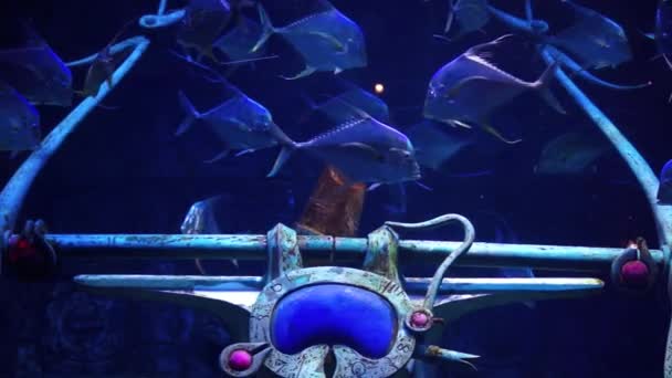 Egy nagy akváriumban, és az oceanarium hal. Fish Tank. — Stock videók