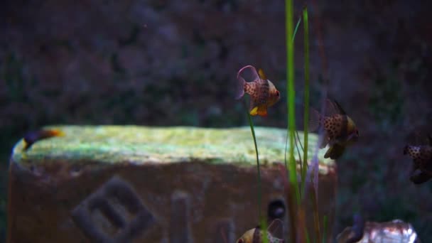 Peces en un gran acuario y oceanario. Tanque de pescado . — Vídeos de Stock