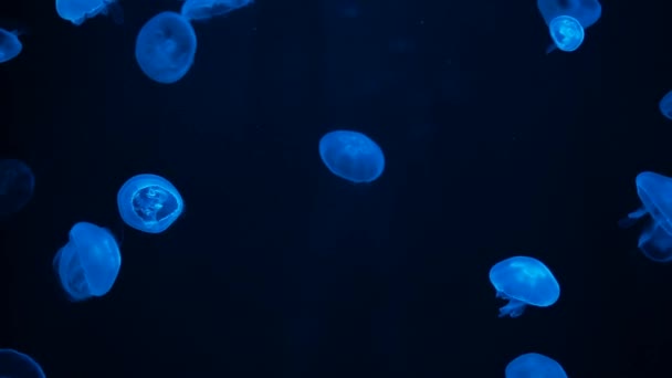 Zářící měsíc medúzy plovoucí v akvárium pool. — Stock video