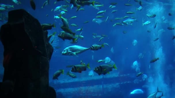 Peces en un gran acuario y oceanario. Tanque de pescado . — Vídeos de Stock