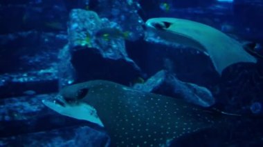 Büyük akvaryum ve oceanarium balık. Balık Tank.