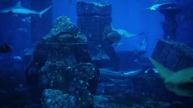 Büyük akvaryum ve oceanarium balık. Balık Tank.