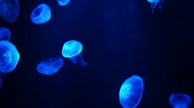 Pırıl pırıl Moon denizanası akvaryumu Havuzda yüzen.