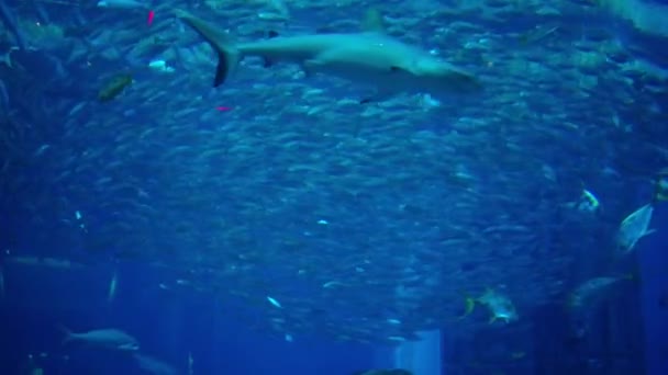 Peces en un gran acuario y oceanario. Tanque de pescado . — Vídeos de Stock