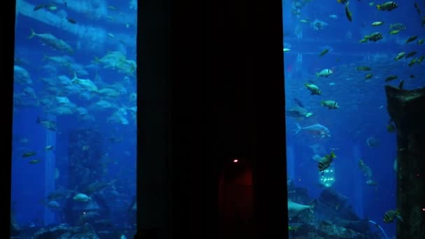 Peces en un gran acuario y oceanario. Tanque de pescado . — Vídeos de Stock