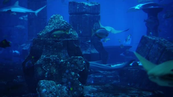 Vissen in een groot aquarium en het Oceanário de Lisboa. Fish Tank. — Stockvideo