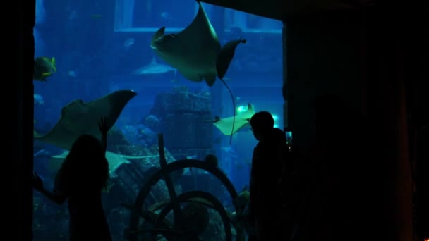 Gente viendo un gran acuario en Dubai . — Vídeos de Stock