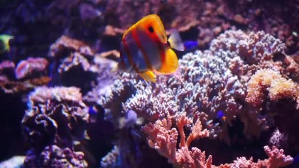 Acuario u Oceanario, Tanque de Peces, Arrecife de Coral, Animales . — Vídeos de Stock