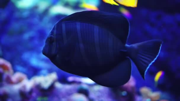 Acuario u Oceanario, Tanque de Peces, Arrecife de Coral, Animales . — Vídeos de Stock