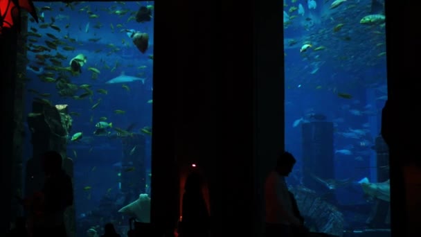 Människor tittar på stora akvarium i Dubai. — Stockvideo