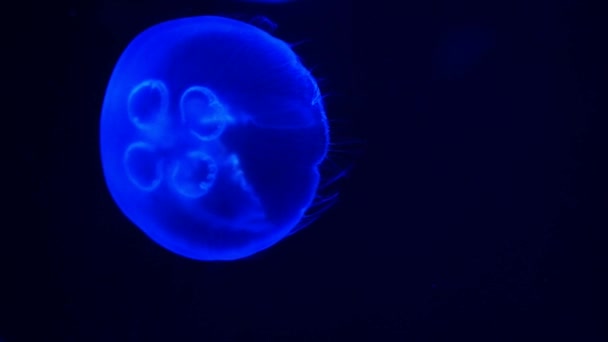 Brillanti meduse lunari galleggianti nella piscina dell'acquario . — Video Stock