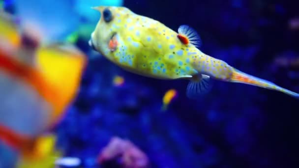 Aquário ou Oceanário, Tanque de Peixe, Recife de Coral, Animais . — Vídeo de Stock