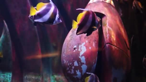 Ve velkém akváriu a oceanárium lovit. Ryby Tank. — Stock video