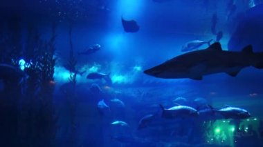 Oceanarium Dubai Mall. Dubai, Birleşik Arap Emirlikleri.