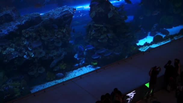 Dubai, Verenigde Arabische Emiraten - januari 2018: Oceanarium in Dubai Mall. Dubai, Verenigde Arabische Emiraten. — Stockvideo