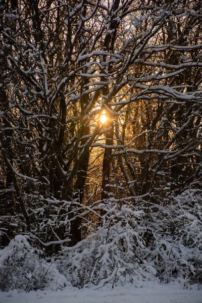 Beautiful Snowy Winter Landscape Panorama Forest Sun Winter Sunset Forest Stock Picture