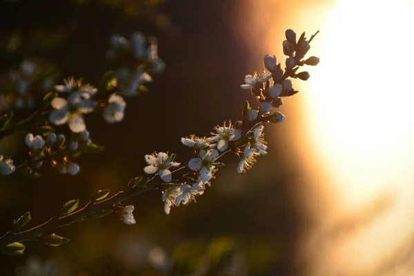 Bloeiende Takkenappel Heldere Kleurrijke Lentebloemen — Stockfoto