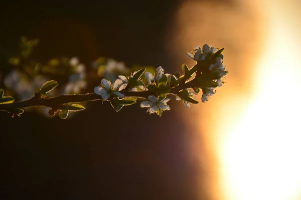Bloeiende Takkenappel Heldere Kleurrijke Lentebloemen — Stockfoto
