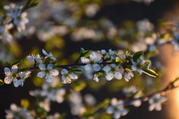 Bloeiende Takkenappel Heldere Kleurrijke Lentebloemen — Stockfoto