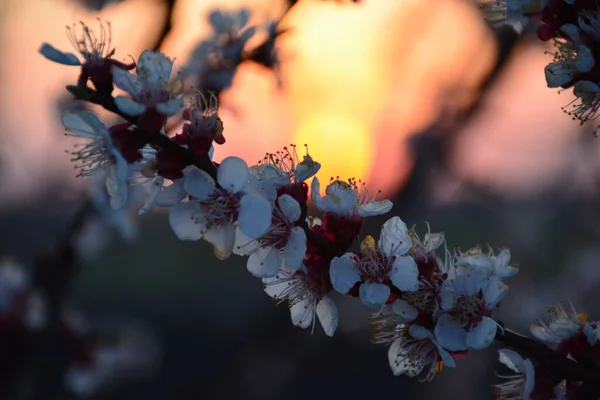 Bloeiende Tak Heldere Kleurrijke Lentebloemen — Stockfoto