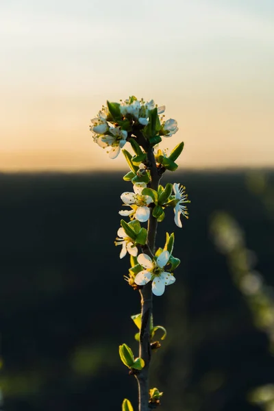 Bloeiende Tak Heldere Kleurrijke Lentebloemen — Stockfoto