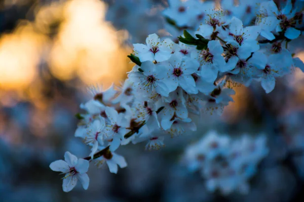 Bloeiende Tak Heldere Kleurrijke Lentebloemen — Stockfoto