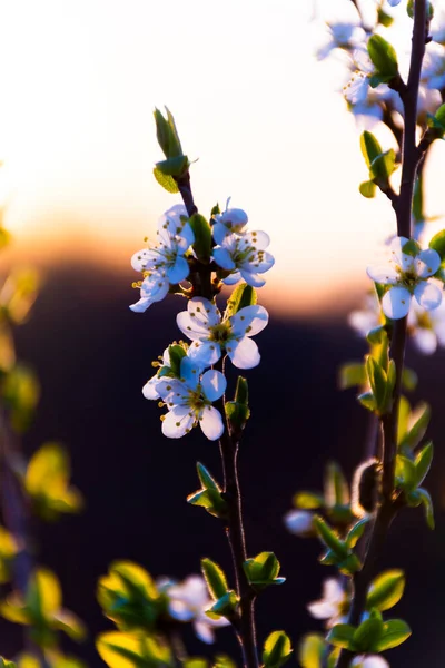 Bloeiende Tak Heldere Kleurrijke Lentebloemen — Stockfoto
