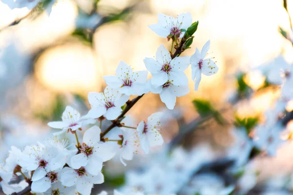 Bloeiende Tak Heldere Kleurrijke Lentebloemen — Stockfoto