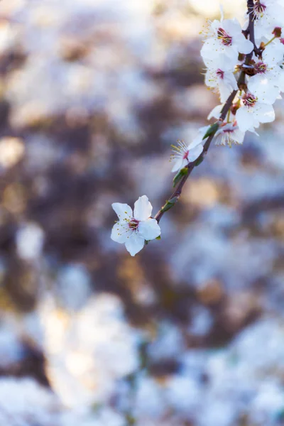 Bloeiende Tak Heldere Kleurrijke Lentebloemen — Stockfoto