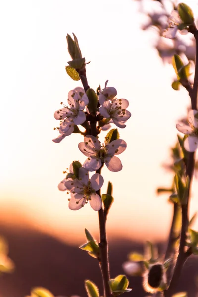 Bloeiende Tak Heldere Kleurrijke Lentebloemen — Stockfoto