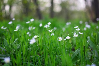 Çimlerde bahar çiçekleri