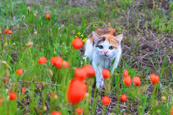 Manchado Gato Paseos Entre Rojo Flores — Foto de Stock