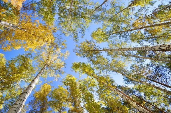 Autumn forest, view from below. The tops of the trees. Birch branches.