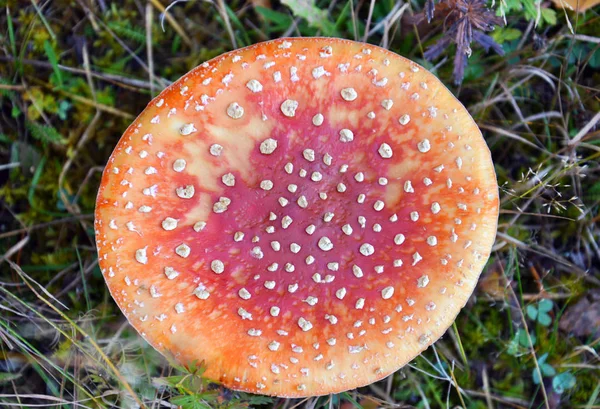 Röd svamp (Amanita Muscaria, flyga Ageric, flyga Amanita) i höstens skog. Cap mushroom nära upp, ovanifrån — Stockfoto