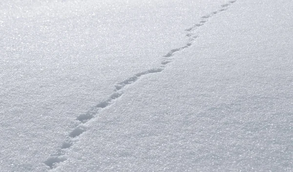 Il sentiero nella neve — Foto Stock