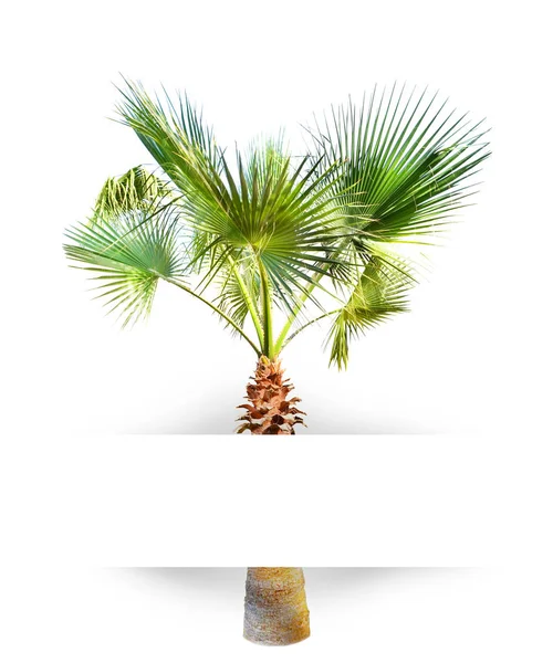 Label with a palm tree for design use — Stock Photo, Image