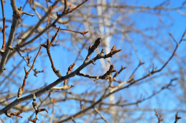 青い空を背景に芽とリンゴの木の枝 — ストック写真