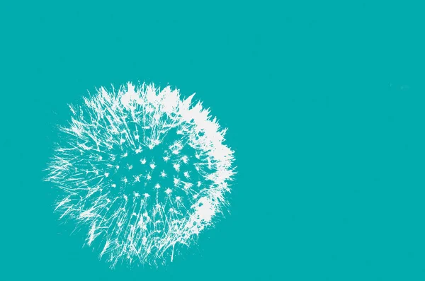 Abstract background, pattern with dandelion, minimalism