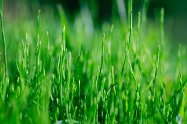 Yeşil çimen doğal arkaplan dokusu, arka plan için çimen