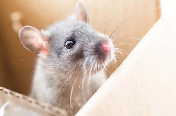 Porträt einer neugierigen grauen Ratte, kleine süße graue Maus sitzt in einer Schachtel — Stockfoto