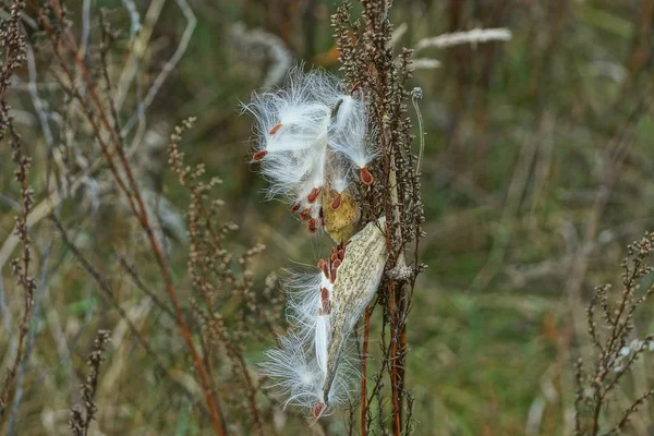 对自然有白色绒毛的干灰色植物茎 — 图库照片