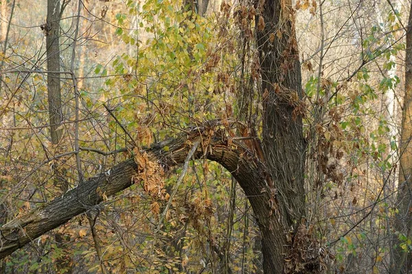 gray tree with a broken branch in the overgrown autumn forest