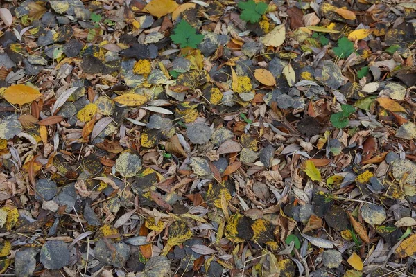 Texture Végétale Naturelle Feuilles Mortes Couleur Sèche Sur Sol — Photo