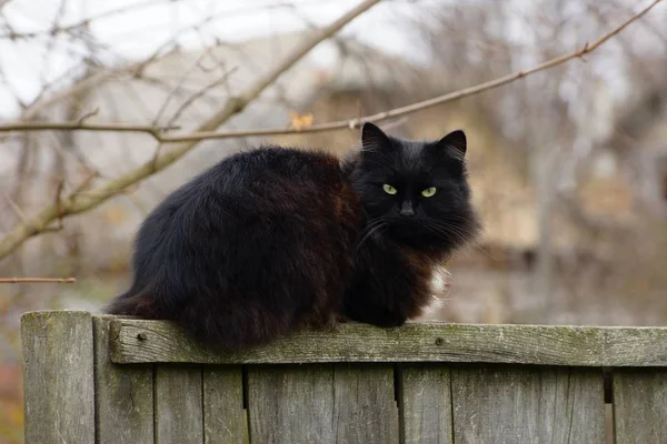 One Big Black Fluffy Cat Sits Gray Wooden Fence Street — Stock Photo, Image