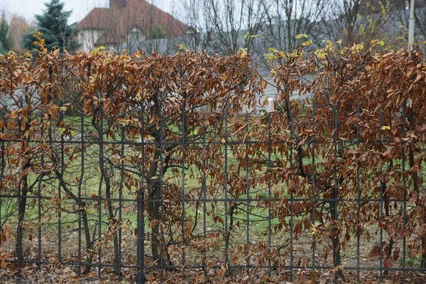 Żelazne Ogrodzenie Czarnych Prętów Porośniętych Brązową Suchą Roślinnością — Zdjęcie stockowe