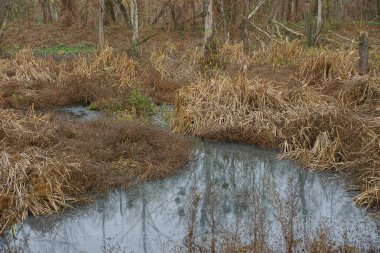 Kuru bitki örtüsüyle kaplanmış kirli suyla dolu bataklık.