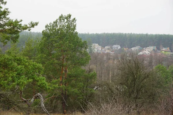 Groene Dennen Droog Grijs Gras Het Najaarspark — Stockfoto